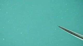 Подводная охота у буев на севере бухты Ванфонг