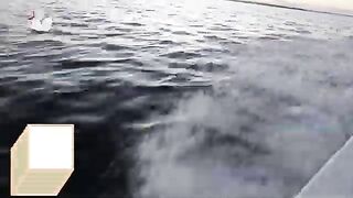Первая рыбалка с лодки в Плая-дель-Кармен с Арчи и Уго