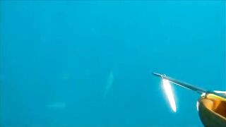 Тарханкут: пеламида, подводный сюжет и другой морской маршрут