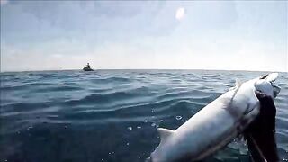 Тарханкут: пеламида, подводный сюжет и другой морской маршрут