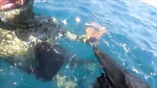 Тарханкут: пеламида, подводный сюжет и другой морской маршрут