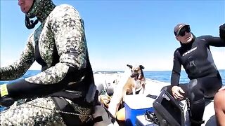 Тарханкут: пеламида, подводный сюжет и другой морской маршрут