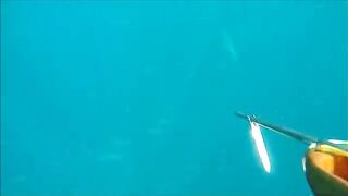 Тарханкут: пеламида, подводный сюжет и другой морской маршрут