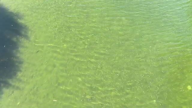 Дагомыс: шелковица как насадка и рыбалка на курортной реке