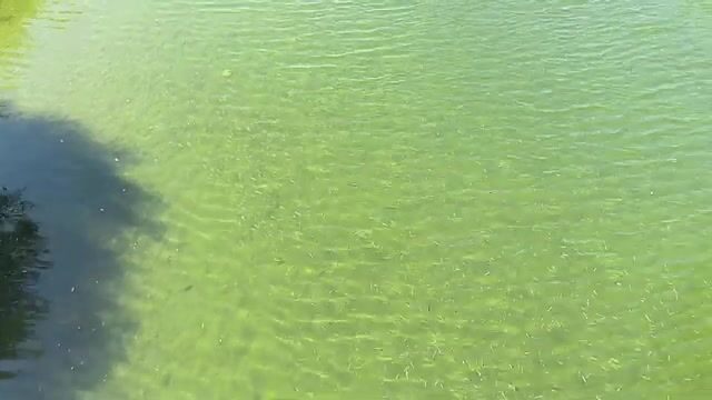 Дагомыс: шелковица как насадка и рыбалка на курортной реке