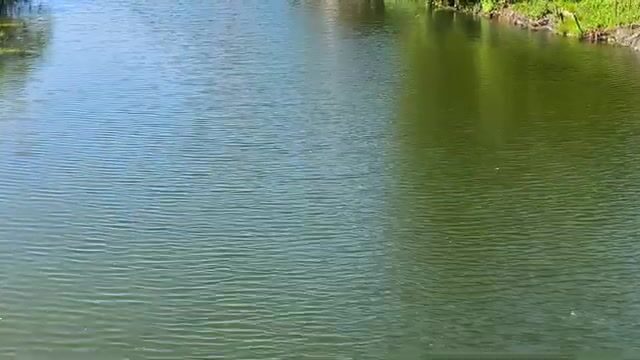 Дагомыс: шелковица как насадка и рыбалка на курортной реке