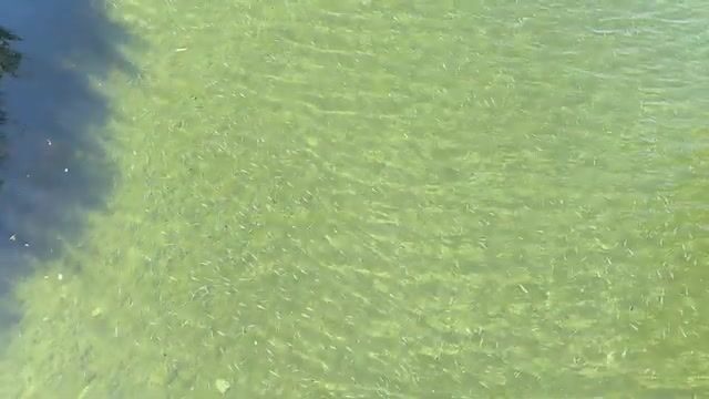 Дагомыс: шелковица как насадка и рыбалка на курортной реке