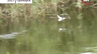 Приморск: архив о заморе и выбор другого рыболовного дня