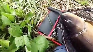 Крупный зеркальный карп на маленькой реке в Алахадзы