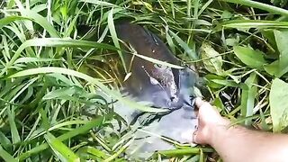 Крупный зеркальный карп на маленькой реке в Алахадзы