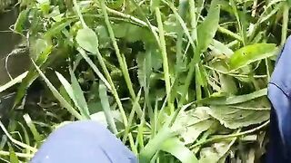 Крупный зеркальный карп на маленькой реке в Алахадзы