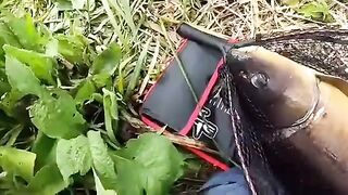 Зеркальный карп на вертушку в маленькой реке у Алахадзы