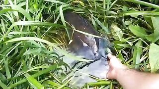 Зеркальный карп на вертушку в маленькой реке у Алахадзы
