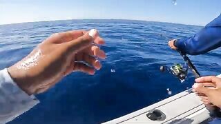Сома-Бей, Египет: рыболовный сюжет и частный выход на Красное море