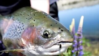 Личный рекорд по радужной форели в Новой Зеландии