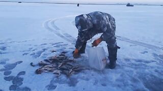 Зимний окунь в Ак-Кабаке: три лунки и 116 штук у одного