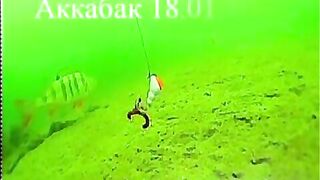 Зимний окунь в Ак-Кабаке: три лунки и 116 штук у одного