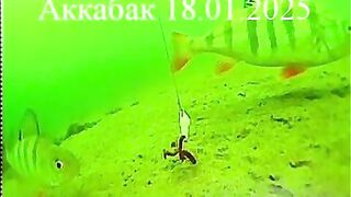 Зимний окунь в Ак-Кабаке: три лунки и 116 штук у одного