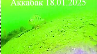 Зимний окунь в Ак-Кабаке: три лунки и 116 штук у одного