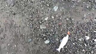 Лосось на Rapala у черноморского берега в Ризе