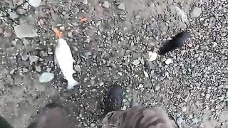 Лосось на Rapala у черноморского берега в Ризе