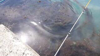 Морская ловля камбалы в Невельске на Сахалине