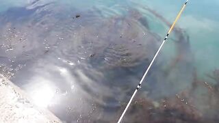 Морская ловля камбалы в Невельске на Сахалине