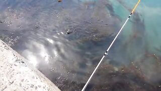 Морская ловля камбалы в Невельске на Сахалине
