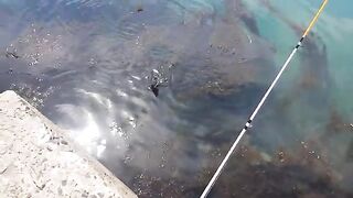Морская ловля камбалы в Невельске на Сахалине