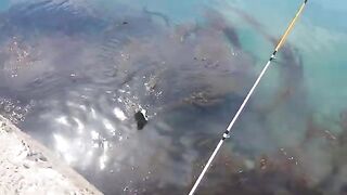Морская ловля камбалы в Невельске на Сахалине