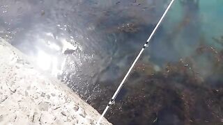 Морская ловля камбалы в Невельске на Сахалине