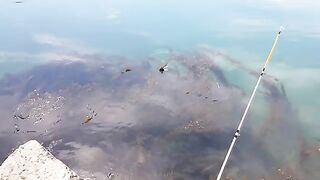 Морская ловля камбалы в Невельске на Сахалине