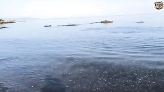 Два лосося на тонкую снасть с разогнутым крючком в Трабзоне