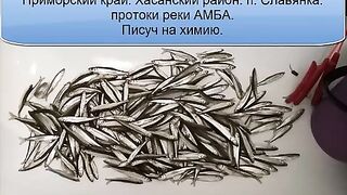 Подледная корюшка в Славянке с уловом 2.2 кг