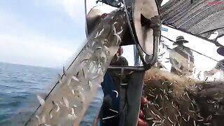 Ночной выход из Лонгхая на лодке Хоабинь за сельдью