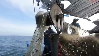 Ночной выход из Лонгхая на лодке Хоабинь за сельдью