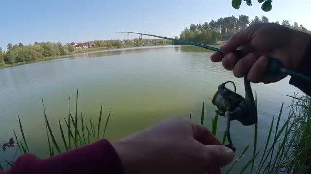 Барские пруды: мелкий окунь, легкая приманка и смена проводки