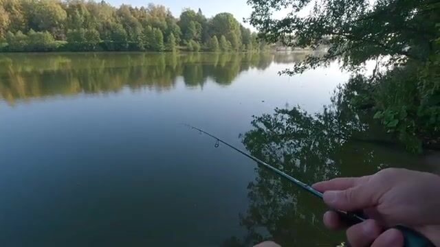 Барские пруды: мелкий окунь, легкая приманка и смена проводки