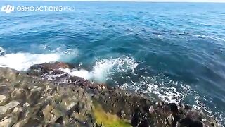 Береговой джиг в Синопе и пеламида с зубами