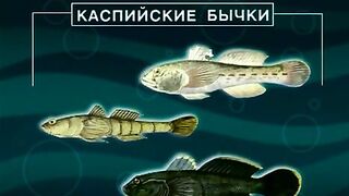 Ночная ловля на реке Кура в Мингечевире