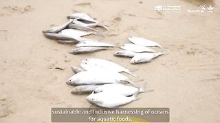 Мапуту: обучение учету рыболовства и туристический морской день