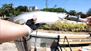 Крупная рыба на зеленую сырную насадку в Синопе