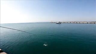 Крупная рыба на зеленую сырную насадку в Синопе
