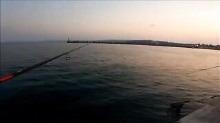 Крупная рыба на зеленую сырную насадку в Синопе