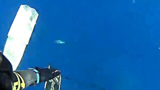 Подводная охота у Закинфа с застрявшим в камне гарпуном