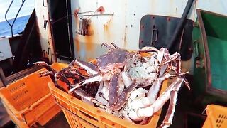 Охотское море: камчатский краб на промысле и туристический выход