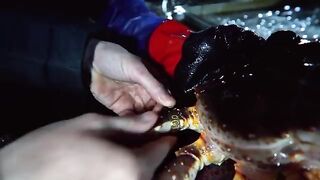Охотское море: камчатский краб на промысле и туристический выход
