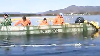 Переборка ставного невода в Славянке: работа рыбацкой команды на воде