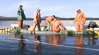 Переборка ставного невода в Славянке: работа рыбацкой команды на воде