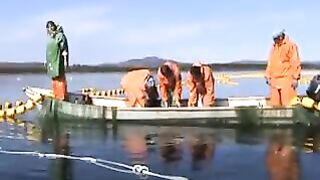 Переборка ставного невода в Славянке: работа рыбацкой команды на воде